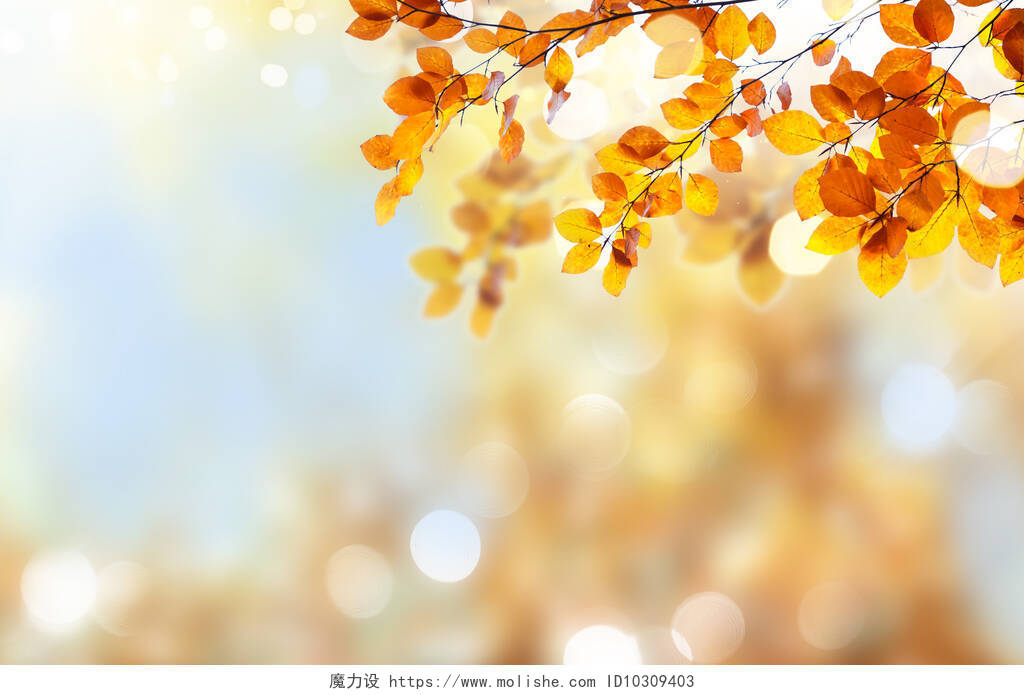 黄色的树叶特写美好回忆树叶二十四节气24节气立秋秋分